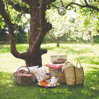 A tree with picnic essentials gathered around it
