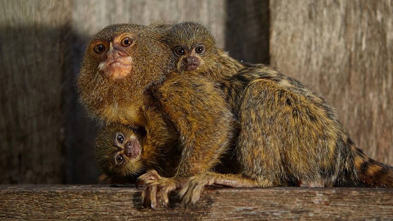 161129_pygmy_marmosets.jpg