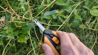 Pruning a tender plant stem with the SP13 snips.