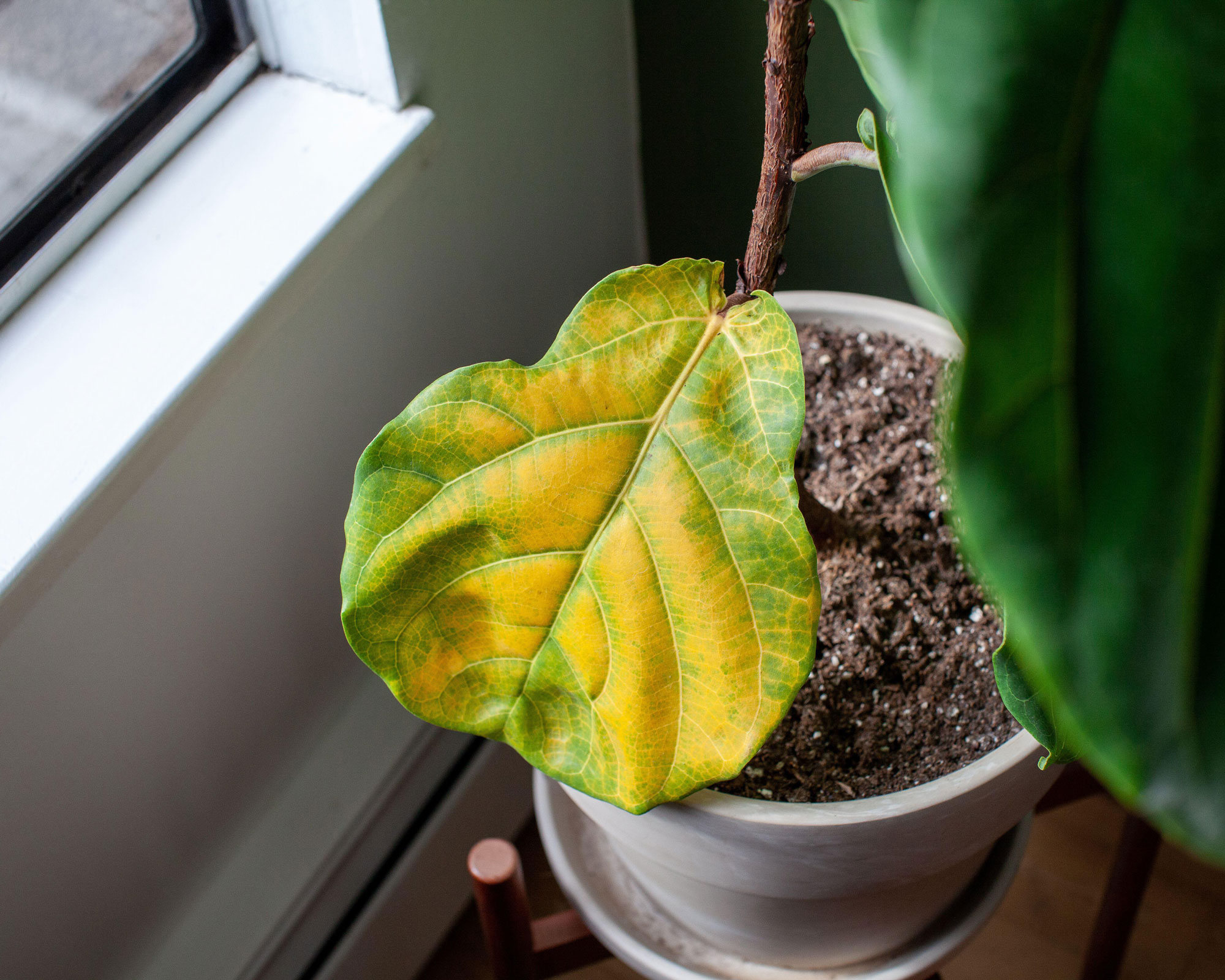 yellowing leaf of fiddle leaf fig