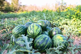 A pile of large watermelons growing outside on the vine
