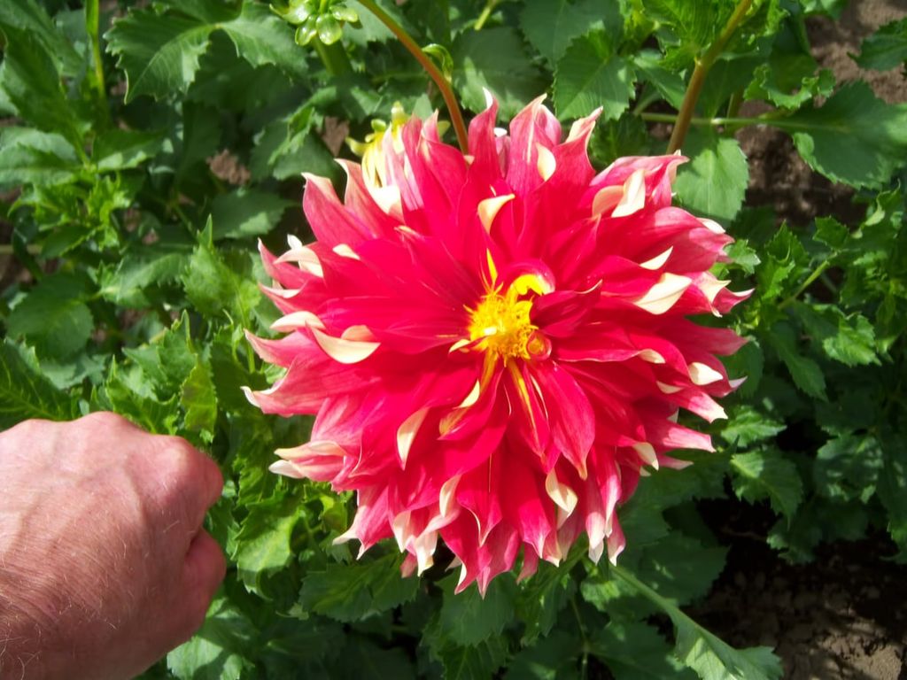 What Are Dinnerplate Dahlias Tips For Dinnerplate Dahlia Care And