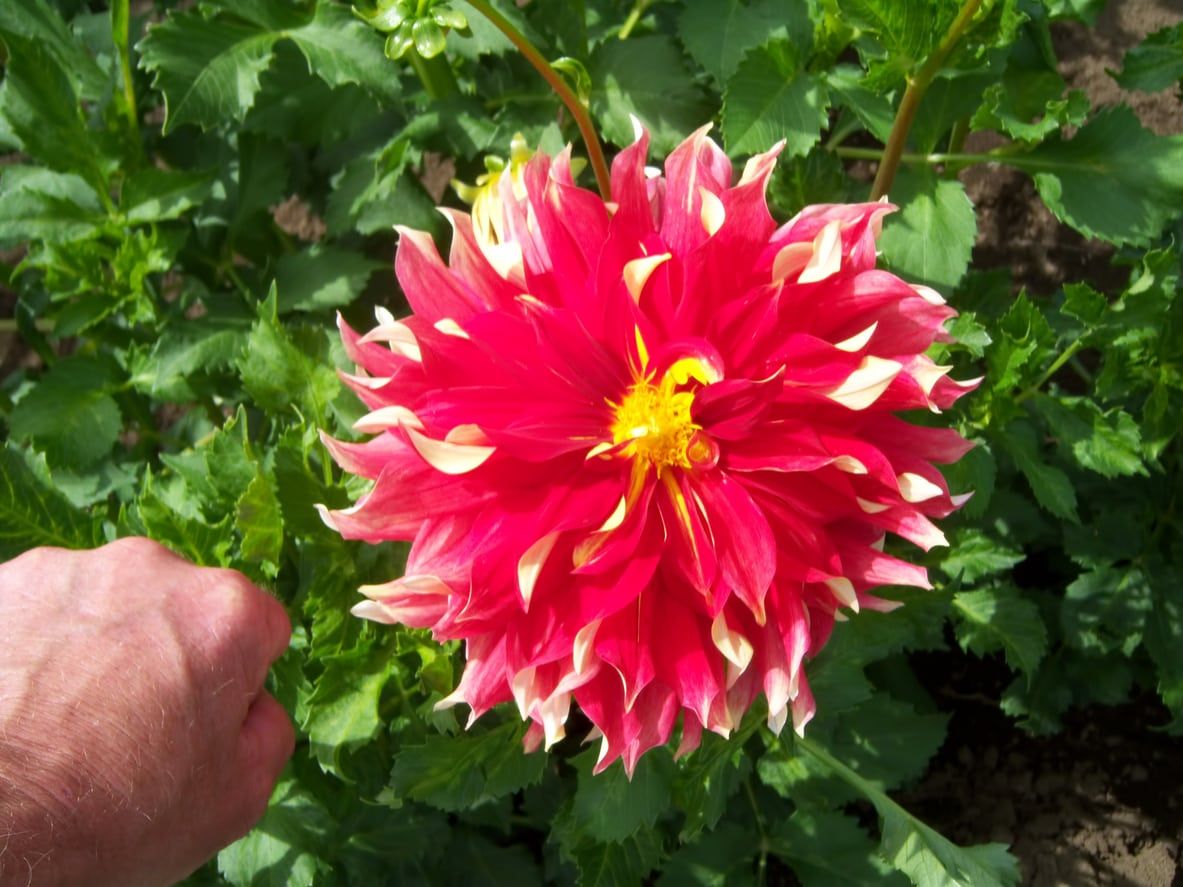 dinnerplate dahlia