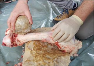 The researchers found that a hand-size stone ball could be used for breaking bone in order to extract the marrow. In this photo, study co-researcher Jordi Rosell, of the Catalan Institute of Human Paleoecology and Social Evolution (IPHES), did the feat.