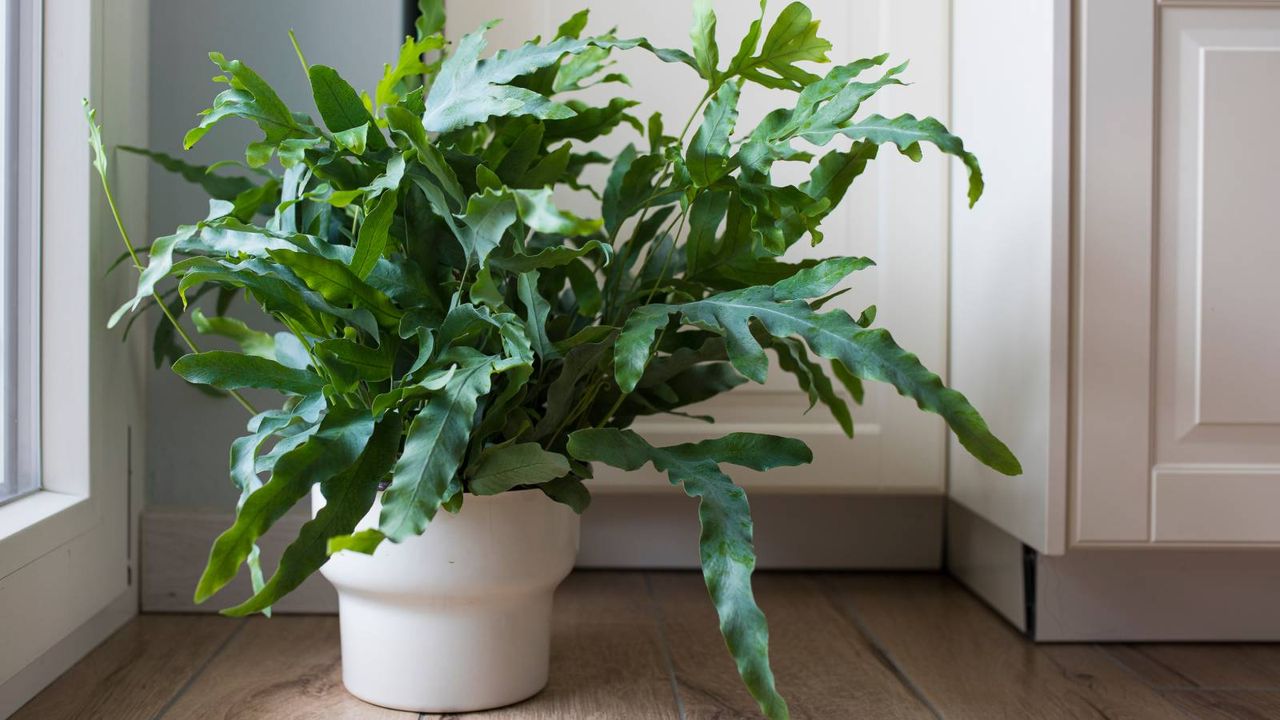 Large fern in white pot sits on floor near window, bathed in indirect light