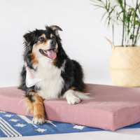 Avocado Organic dog bed: $239$215.10 at Avocado
For sensitive pooches: