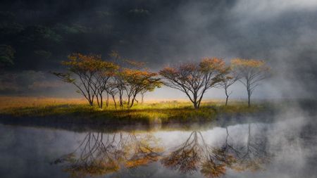 A group of small trees on a misty day in a body of water, displaying bright yellow-orange autumn leaves and clear reflections.