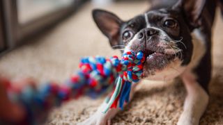 how to wash dog toys: dog plays with toy