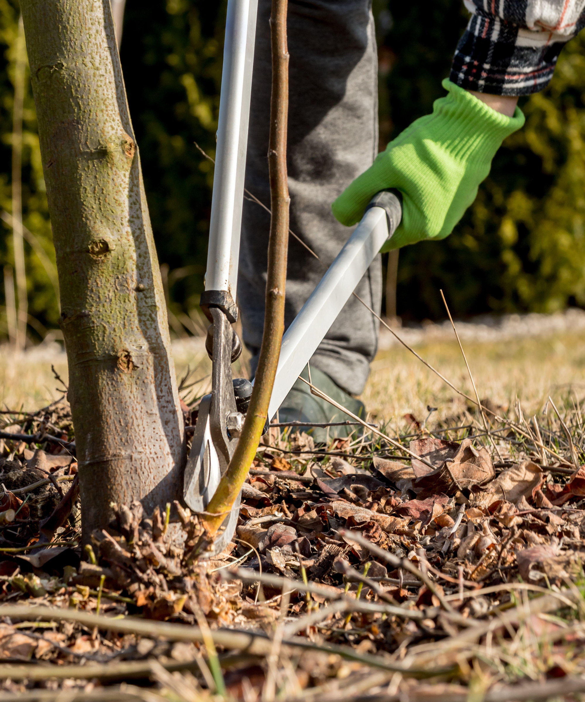 A gardener removing a sucker from a tree with a pair of loppers