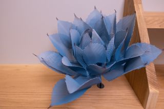 Blue agave flower on wooden shelf