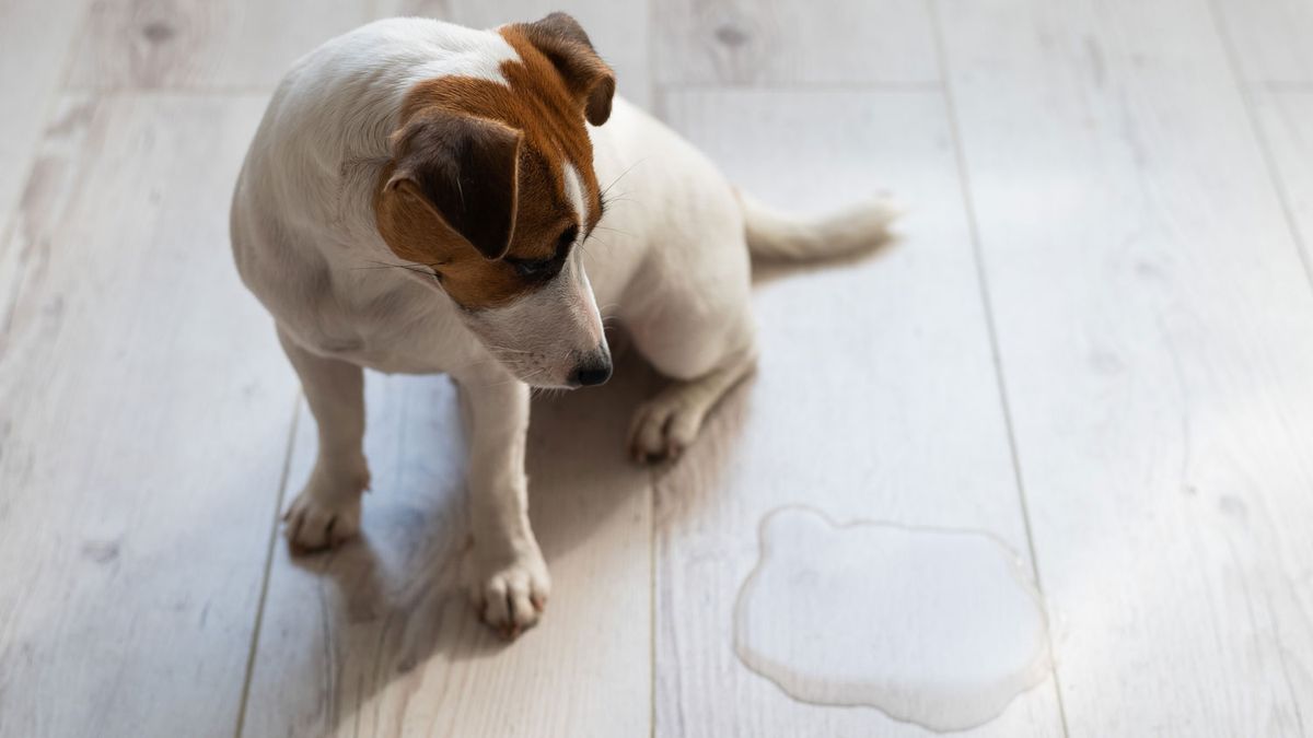 Incontinence in dogs Vet's guide to causes and treatment PetsRadar