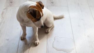 Incontinence in dogs: a Jack Russell Terrier by a puddle of pee