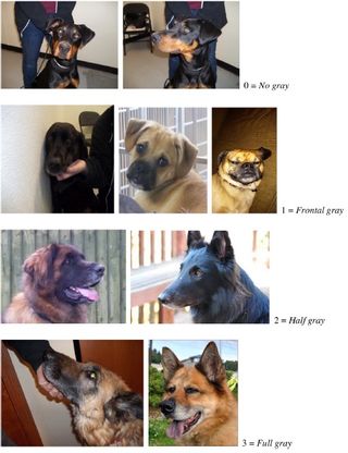 Dogs rated as having no gray (top), frontal gray (second from top), half gray (second from bottom) and full gray (bottom).