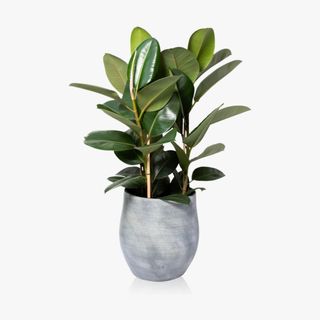 Rubber plant in concrete pot