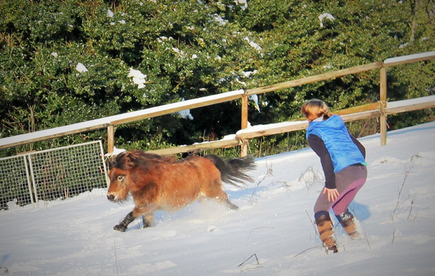 horses in the snow