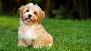 Havanese