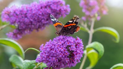 A butterfly perched on a buddleia (or butterfly bush)