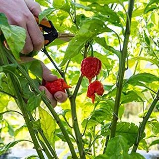 Carolina Reaper Seeds