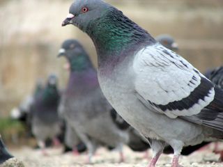 Pigeons Recognize Human Faces Birds Face Recognition Live Science