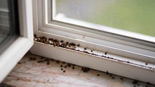 Ladybugs on windowsill