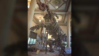 A giant ground sloth (Megatherium americanum) on display at La Plata Museum (Museo de La Plata) in La Plata, Argentina. This beast went extinct at the end of the last ice age.