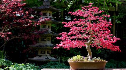 Japanese maple bonsai tree in a brown pot with red foliage in a sunny garden