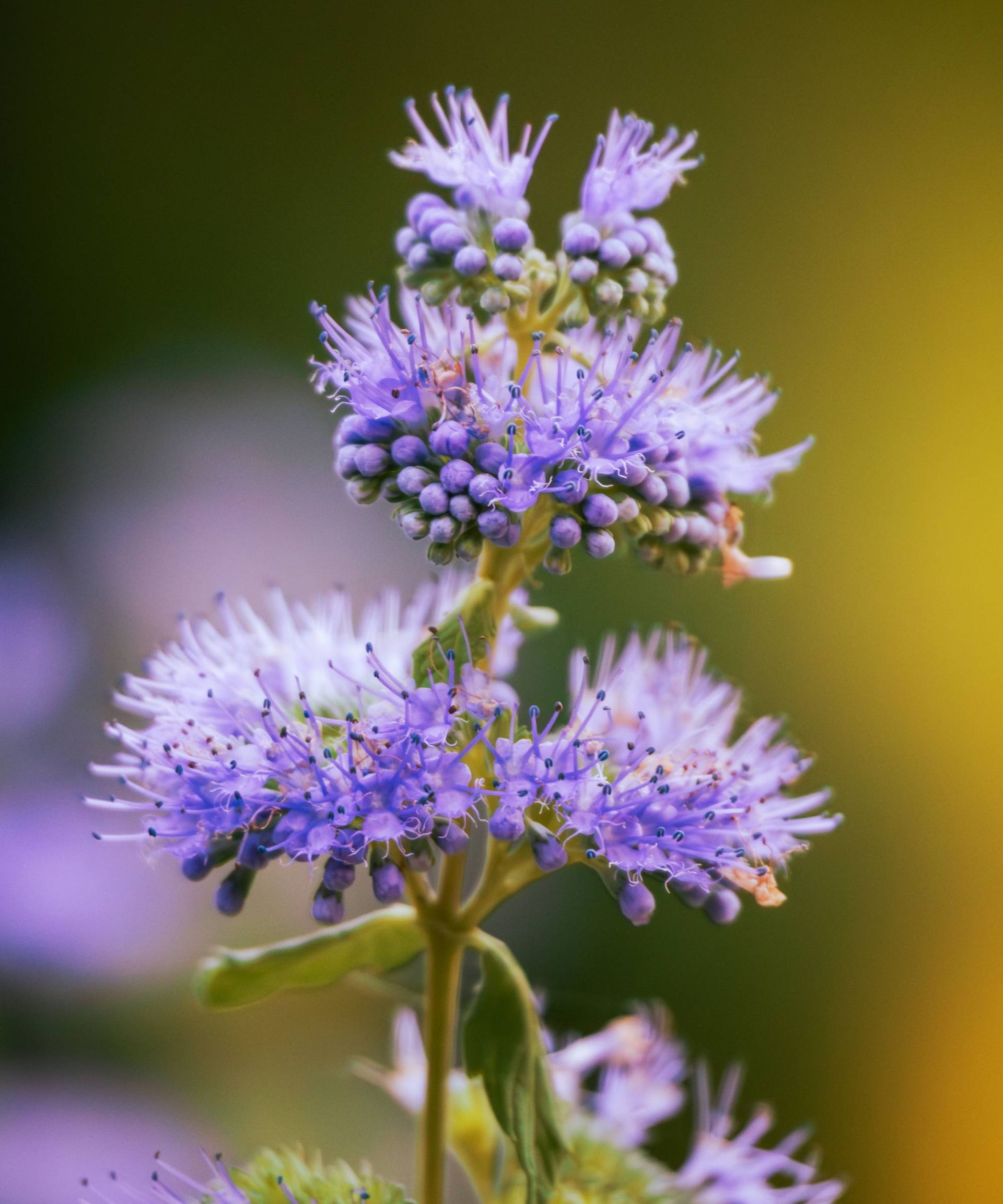 Blue mist flowers in bloom