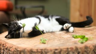 Cat lying on side and chewing catnip leaves