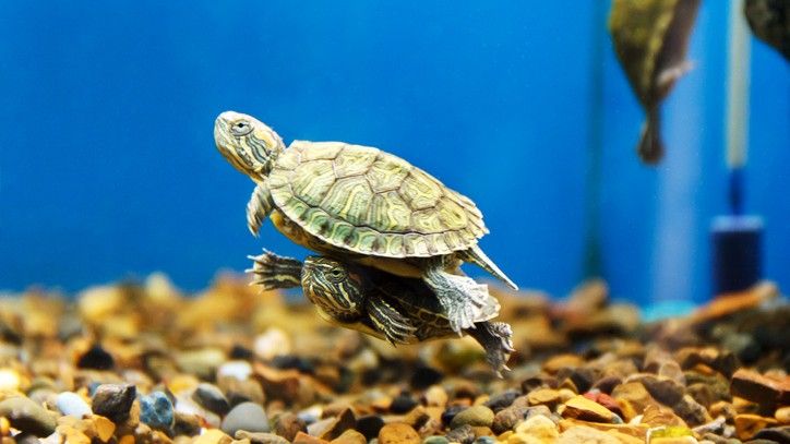 turtles in one of the best turtle aquariums