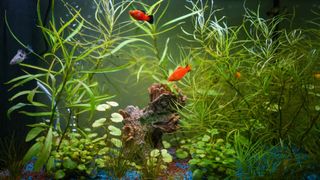 Fish swimming in fish tank with plants