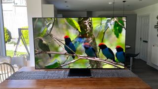 一台TCL 65C845K电视放在窗户前的木制桌子上，透过窗户可以看到花园。屏幕上是一排红头鸟在树枝上。