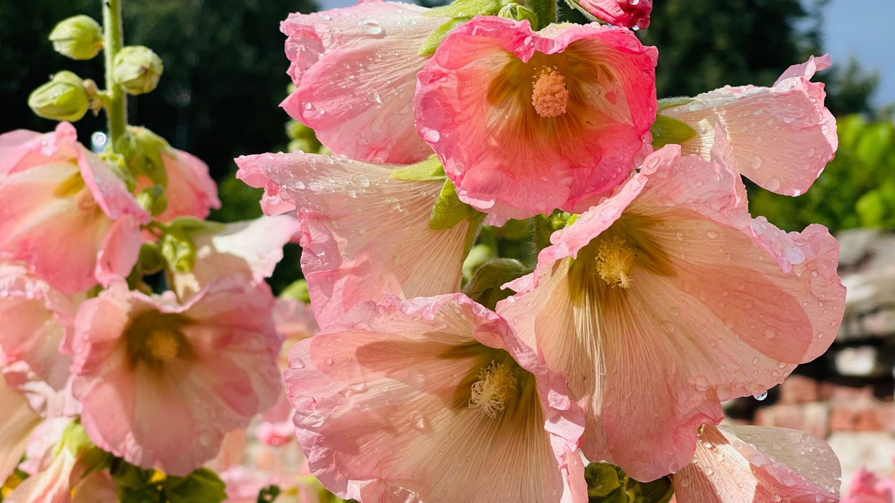 hollyhocks after watering in cottage garden display