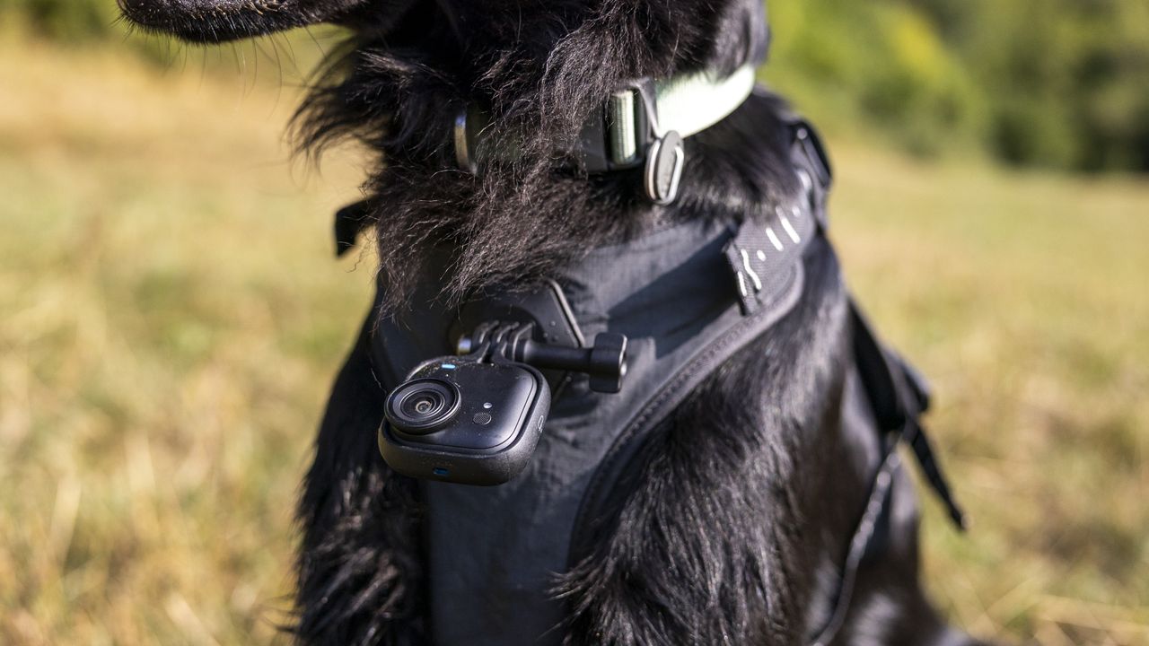 The Insta360 GO Ultra camera mounted on a pet harness on a black dog