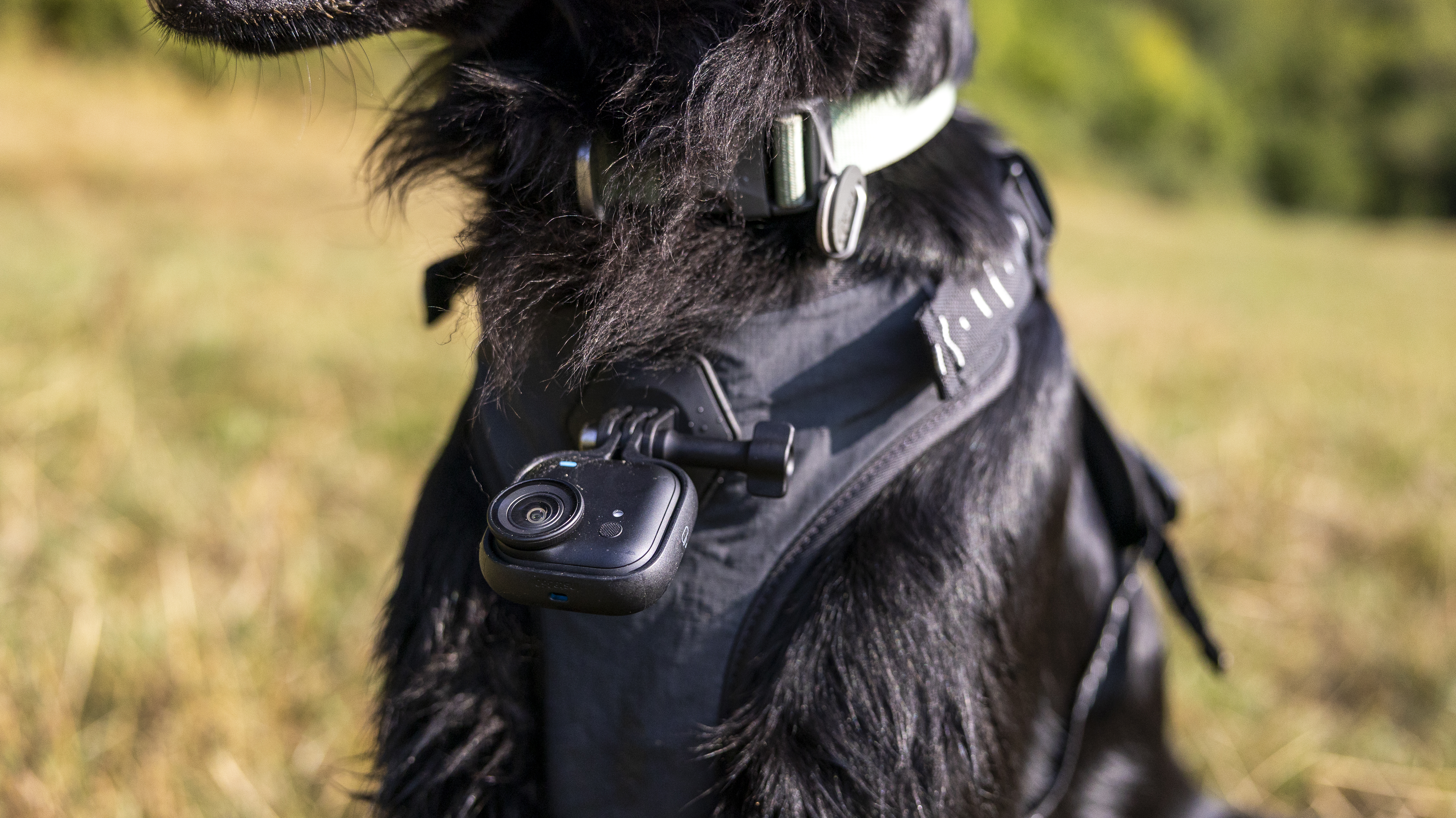 The Insta360 GO Ultra camera mounted on a pet harness on a black dog