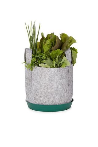 Flowerpot, Plant, Flower, Herb, Leaf, Grass, Houseplant, Vegetable,