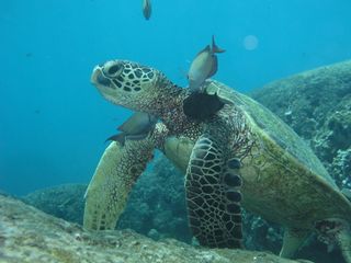 A green sea turtle (Chelonia mydas). The species is endangered or threatened throughout the world, and is facing a dangerous tumor-causing disease called fibropapillomatosis.