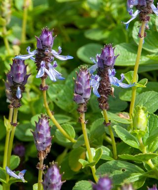 flower stems of coleus caninus