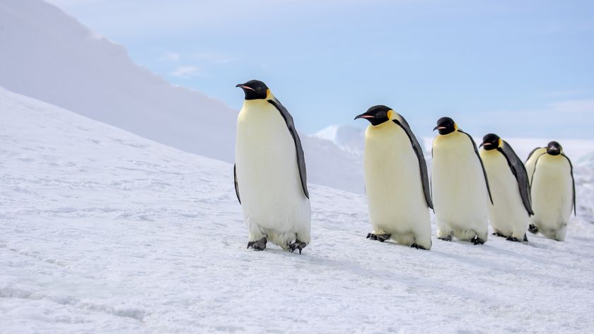a row of emperor penguins walking in the snow