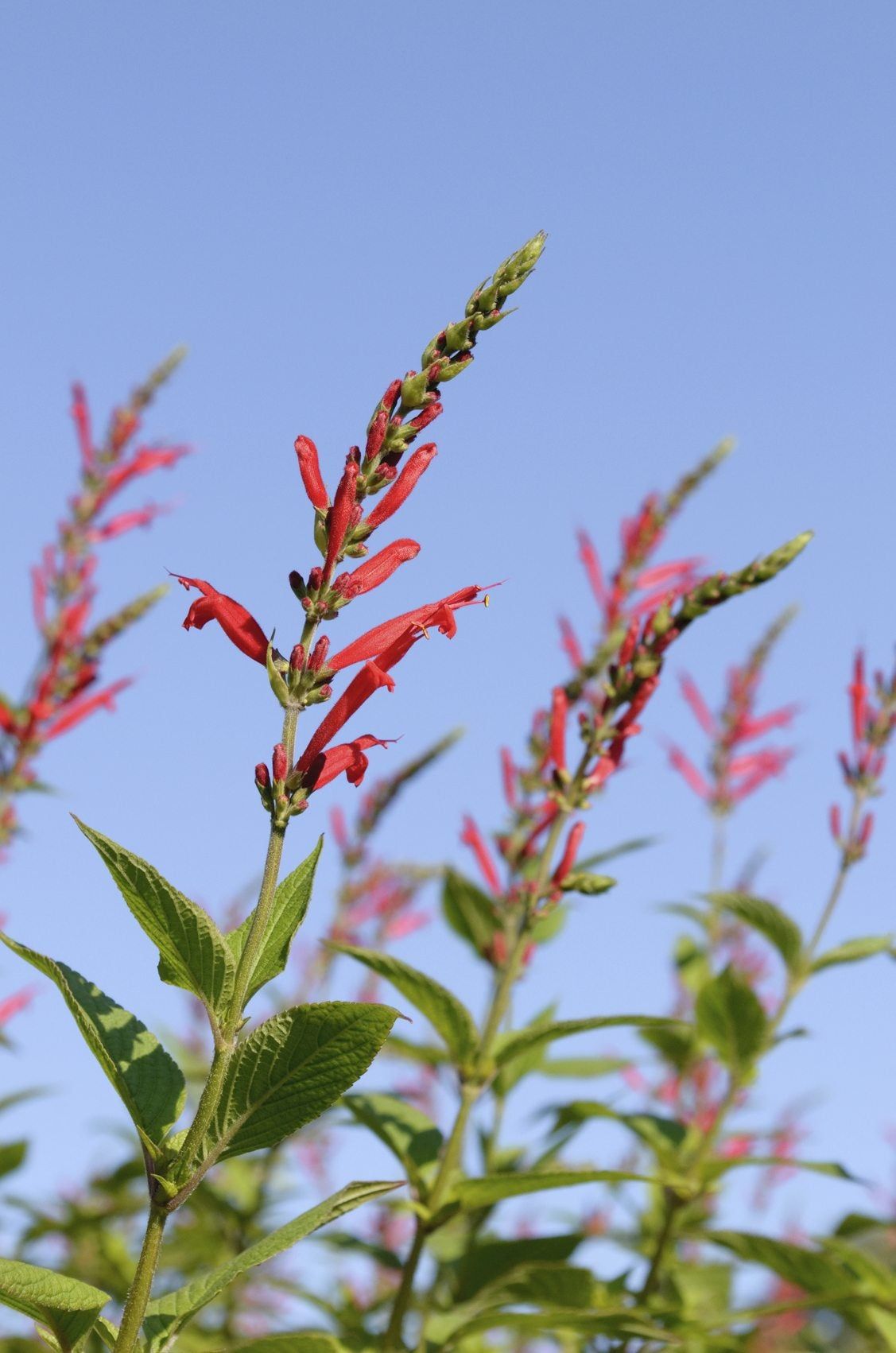 tangerine sage