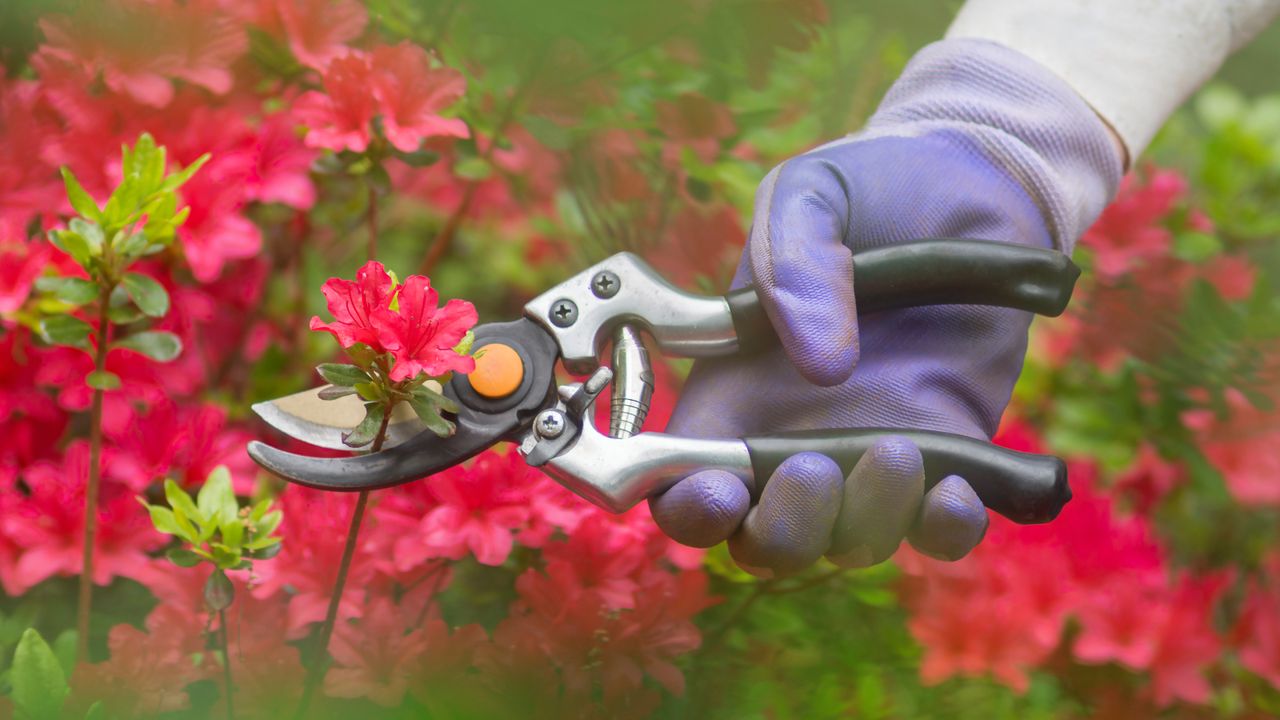 Hand pruning azalea shrub