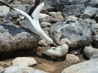 Nazca booby attacking a chick