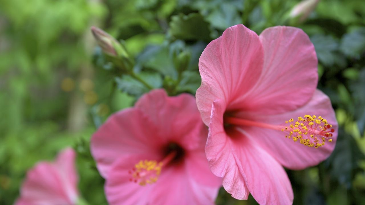 Pink hibiscus flowers in bloom