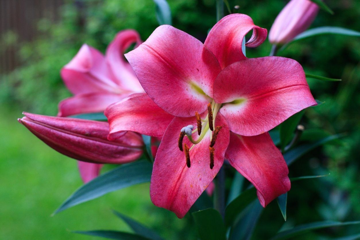 Pink Lily Flower