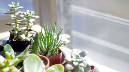 Potted succulents by window