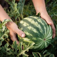 Gardener harvests watermelon