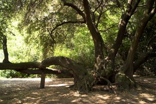 Trunk of the 500 year old Quercus ilex Holm oak in Fulham Palace Gardens, London