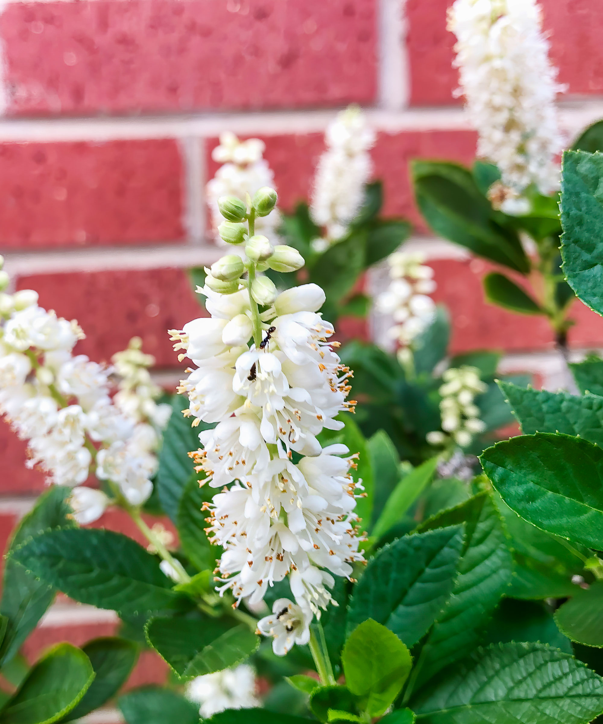 summersweet shrub with large white blooms