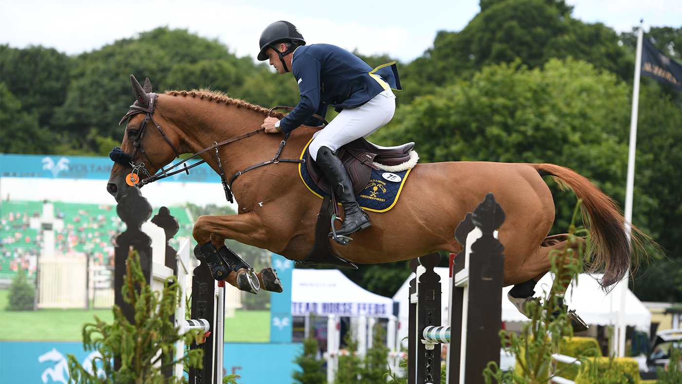 Golden Hawk Golden Hawk, Belgian Warmblood showjumping stallion at stud at Breen Equestrian, Hickstead