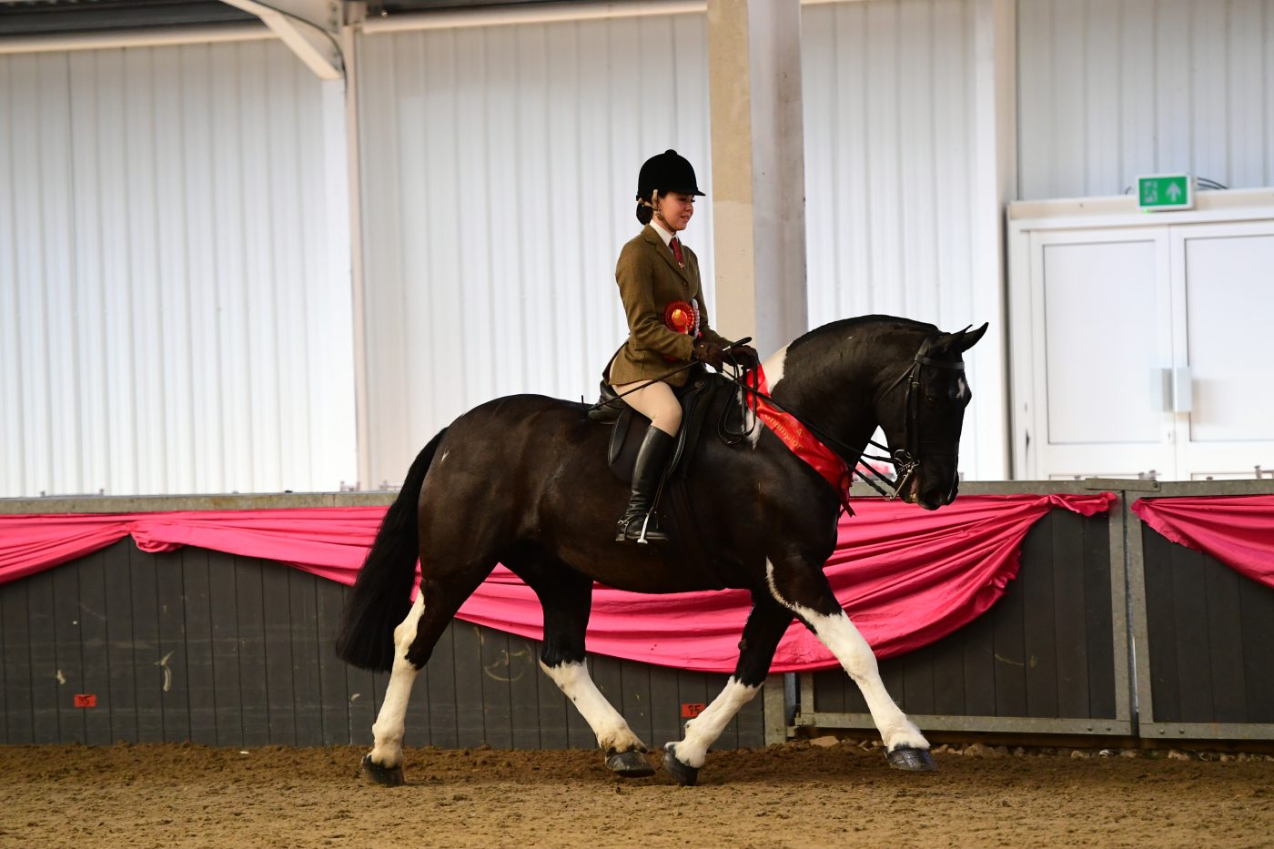 HorseNo120_Showing_PN19_2780_272075951_465343851-e1551287965912.jpg