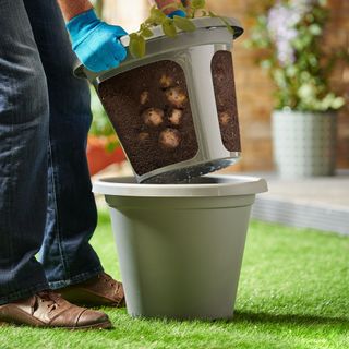 potato pot planting by gardener